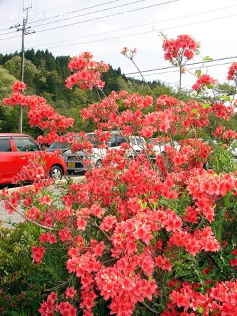 花，开怀地…….jpg