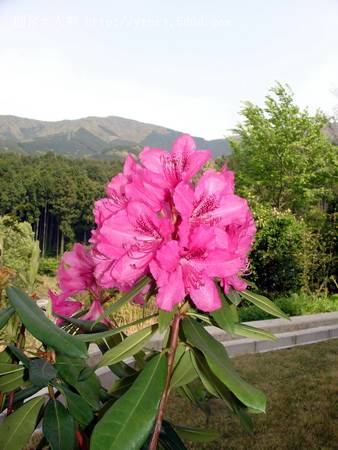 花，奔放的…….jpg
