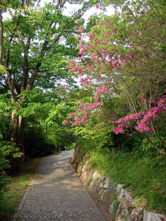 花，顾盼着…….jpg