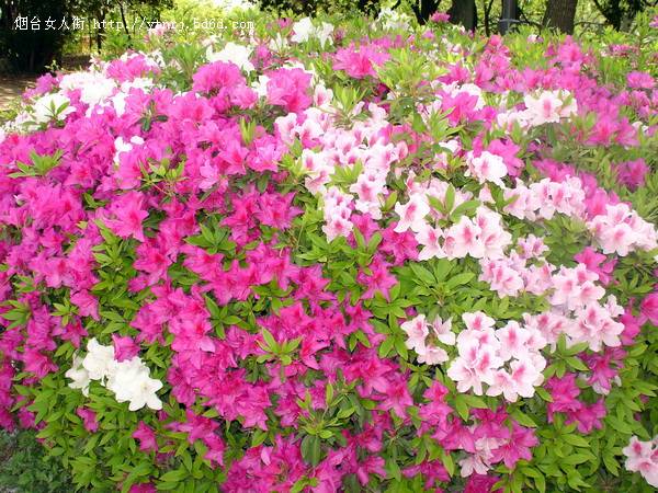 花，灿烂地…….jpg