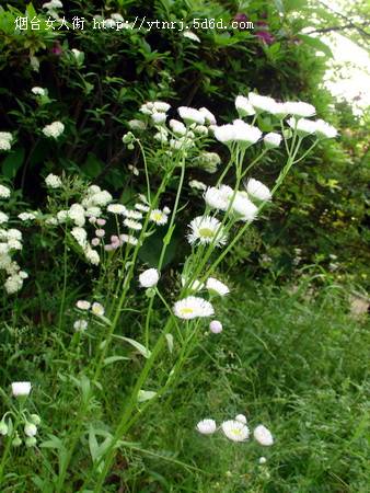 花，悄悄地…….jpg