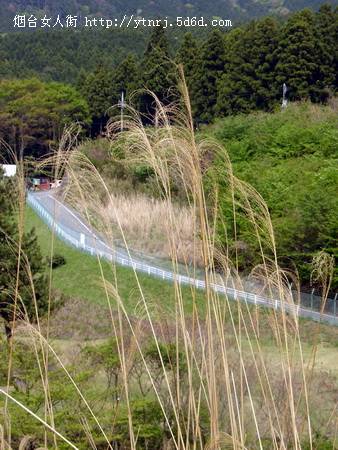 花，凝望着…….jpg