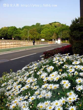 花，欢畅地…….jpg