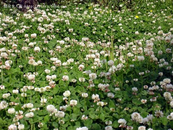 花，星星点点…….jpg