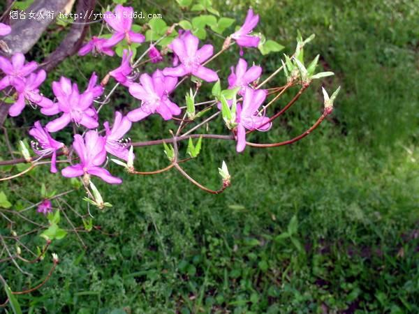 花，欣喜着…….jpg