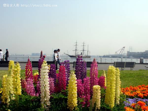 花.海.人，是我歌颂的主题。