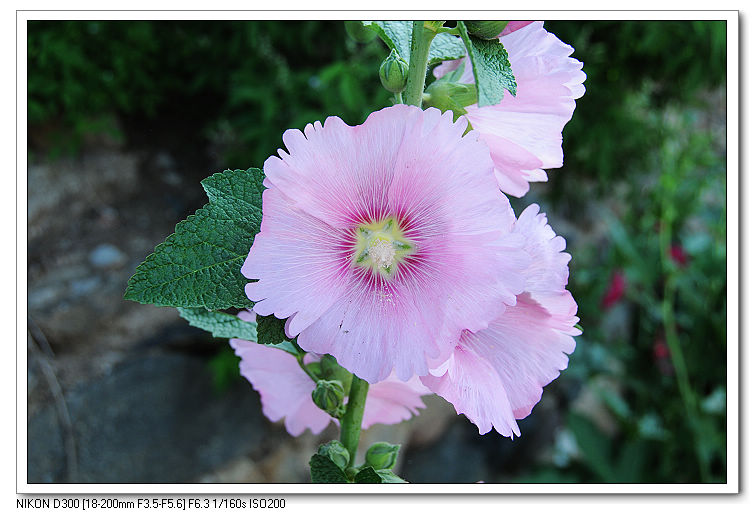 nEO_IMG_照片20090606 078.jpg