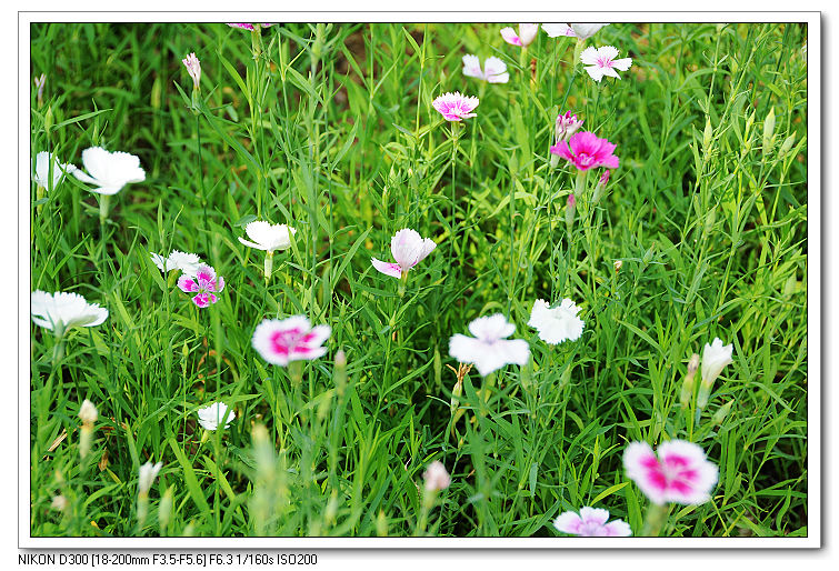 nEO_IMG_照片20090606 154.jpg