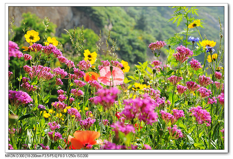 nEO_IMG_照片20090606 146.jpg
