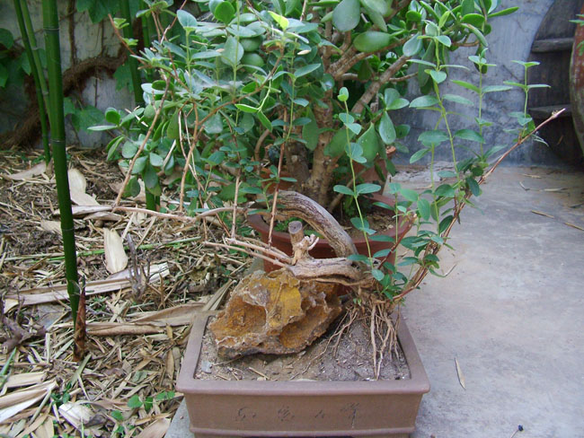 DSCF9478.JPG
