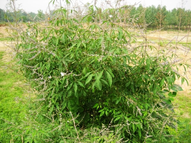 荆条.jpg