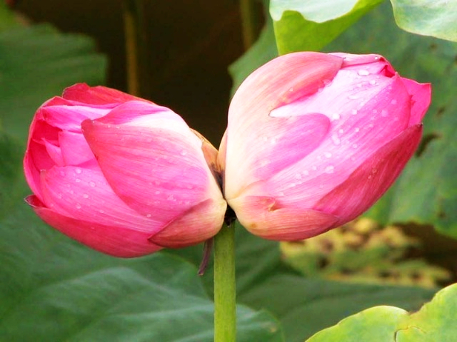 并蒂莲.jpg
