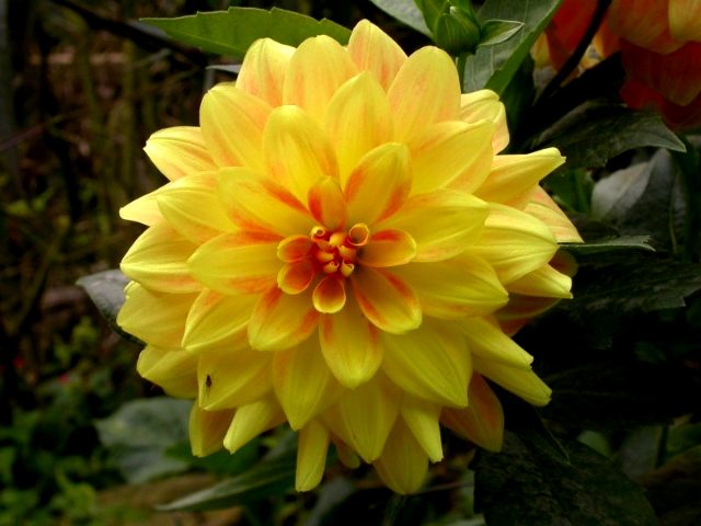 大丽花.jpg
