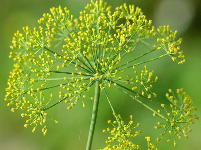 茴香花.jpg