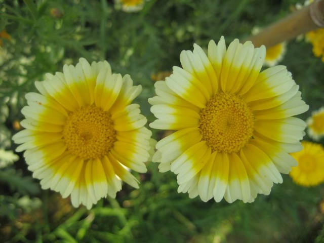 茼蒿花.jpg