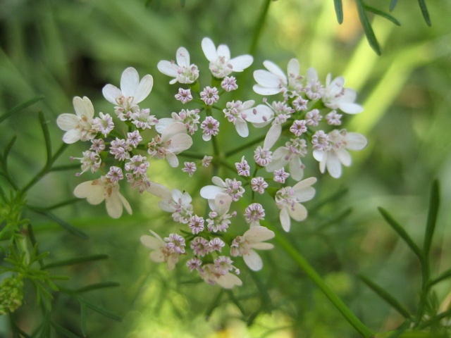 芫荽花.jpg