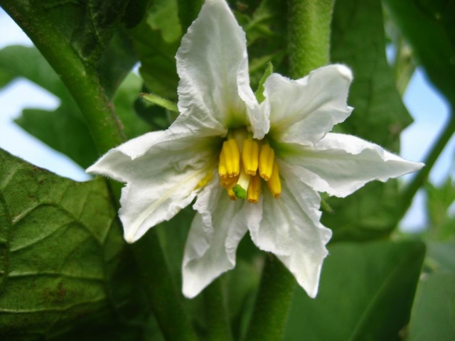 茄子花.jpg