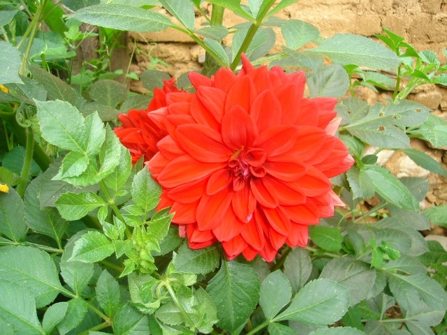 红薯花.jpg
