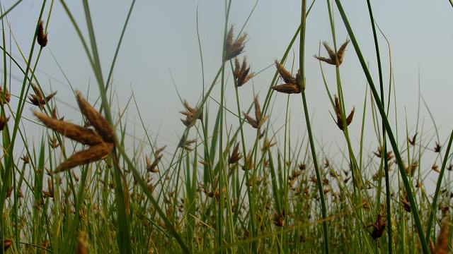 DSC09404.jpg