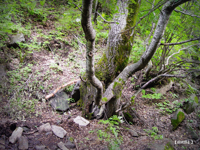 DSC03767-1.jpg