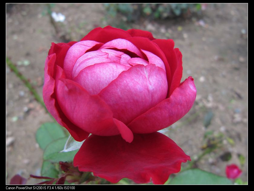 rose.jpg