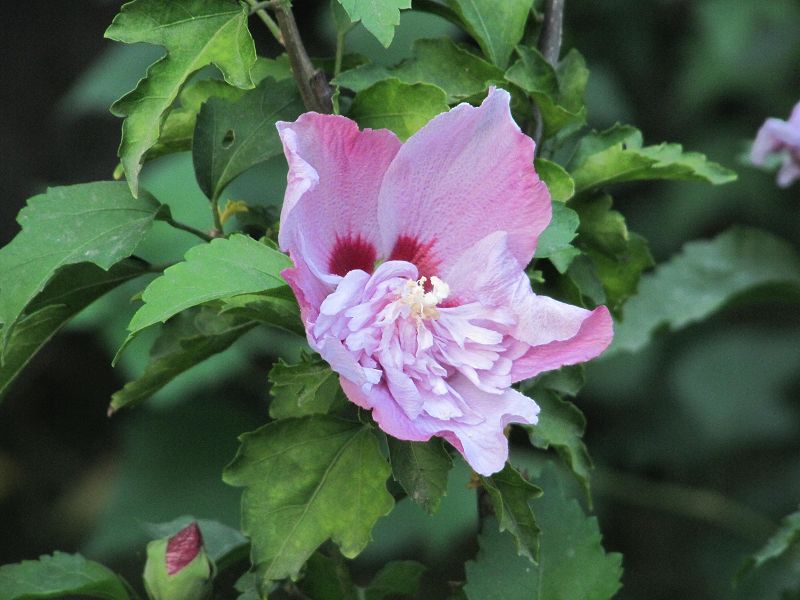 花期似锦.JPG