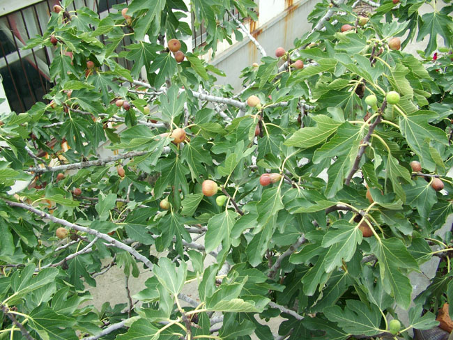 DSCF4075.JPG