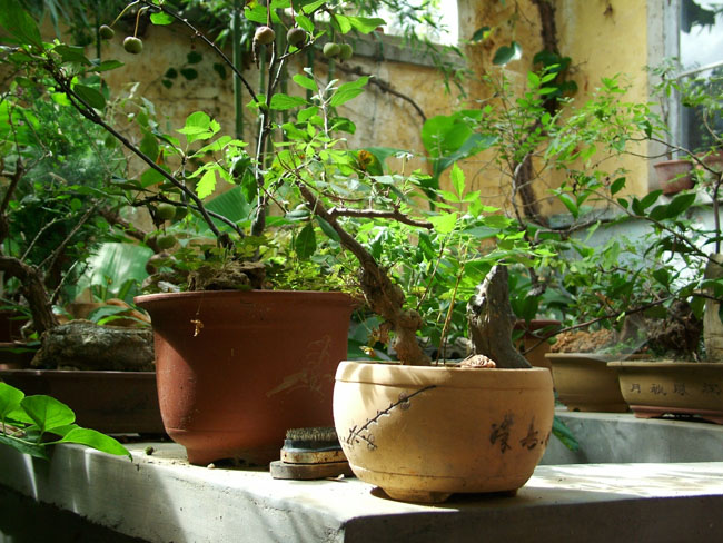 DSCF4131.JPG