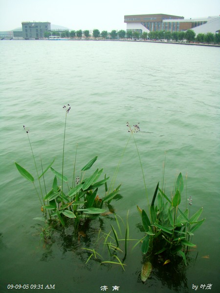 北京奥林匹克公园也是种了这种水草
