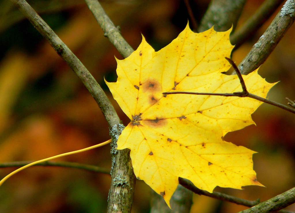  秋是第一片黄叶的色彩