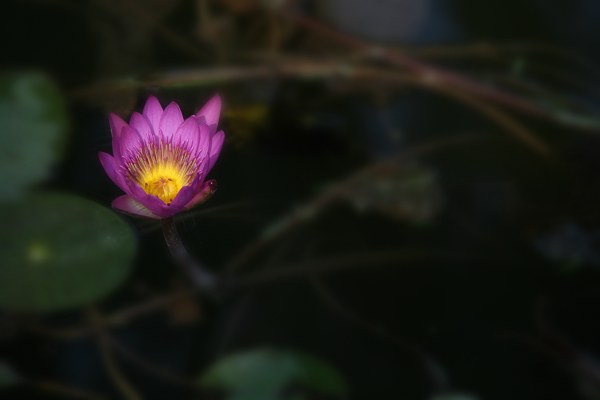 一枝独秀.jpg