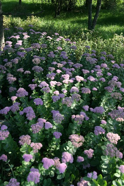 花地.jpg