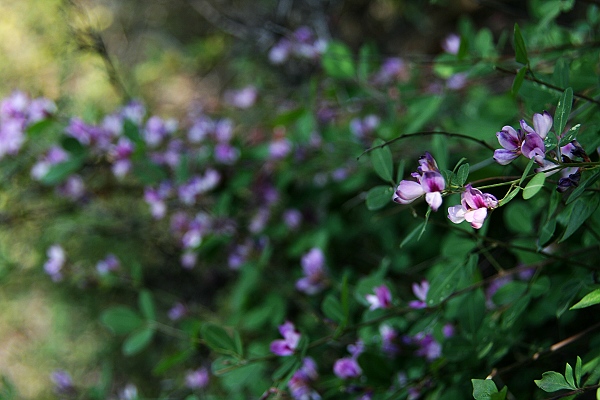 那一片花.jpg