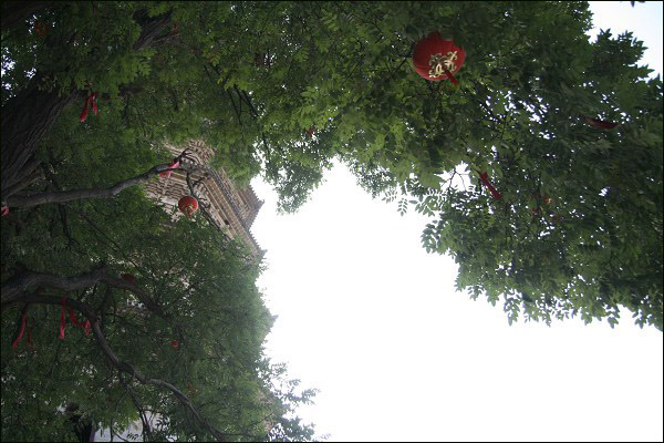 许愿树.jpg