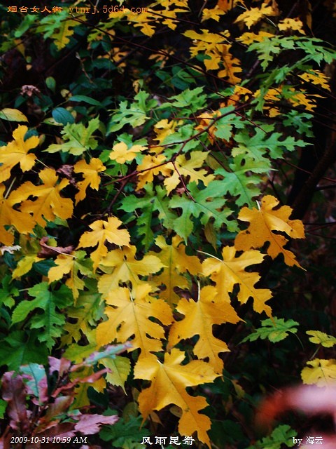DSC04942.jpg