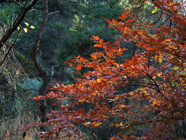 100_5367_缩小大小.JPG