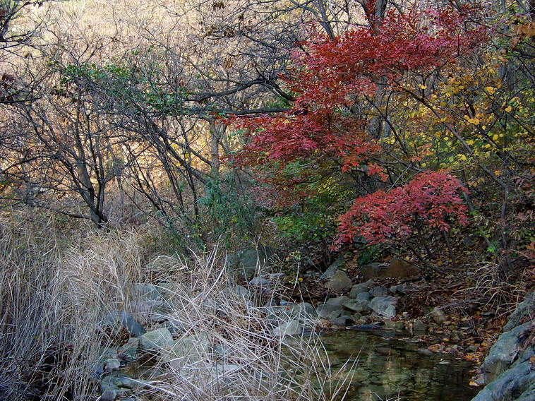 100_5373_缩小大小.JPG
