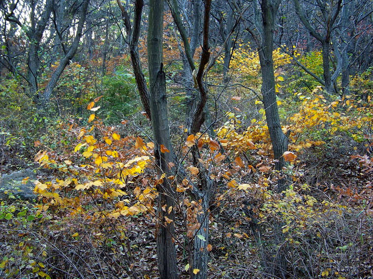100_5374_缩小大小.JPG