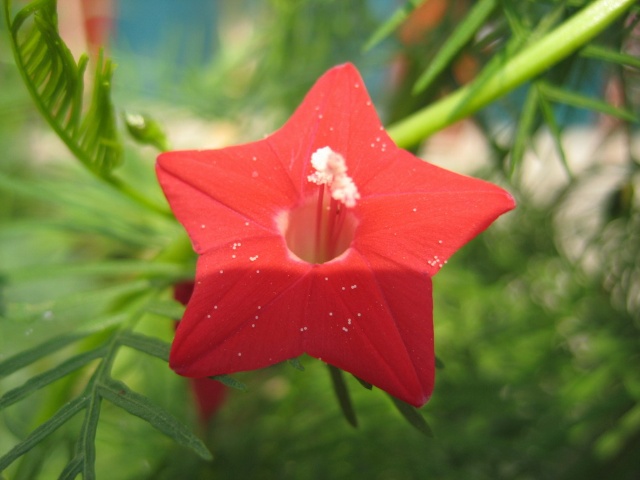 苑萝花.jpg