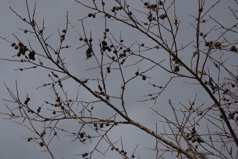 DSC01166.JPG