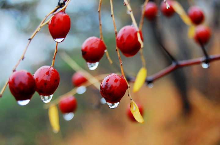 秋雨中红红的山枣.jpg
