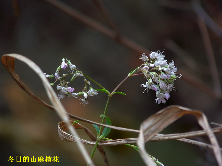 100_6037_缩小大小.JPG