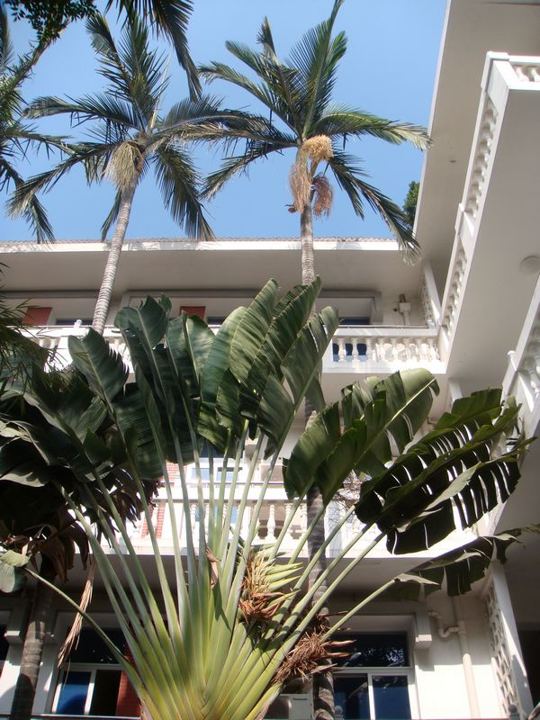 鼓浪屿.植物.jpg