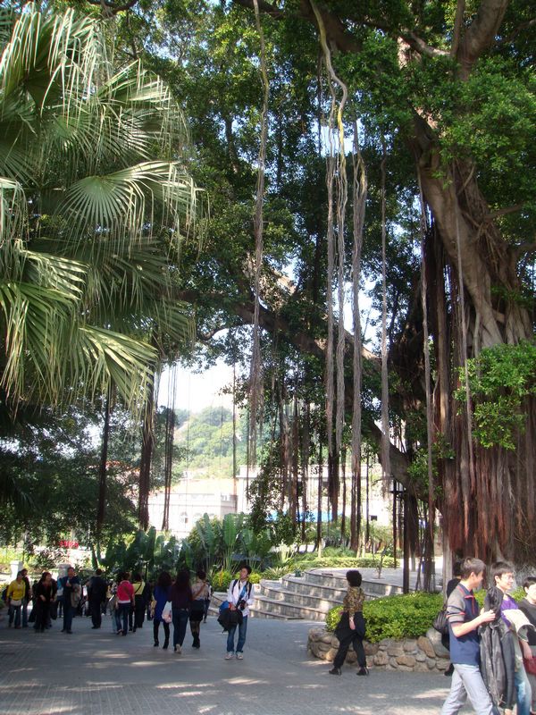 鼓浪屿.榕树.jpg