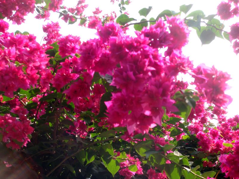 厦门市花.三角梅.jpg