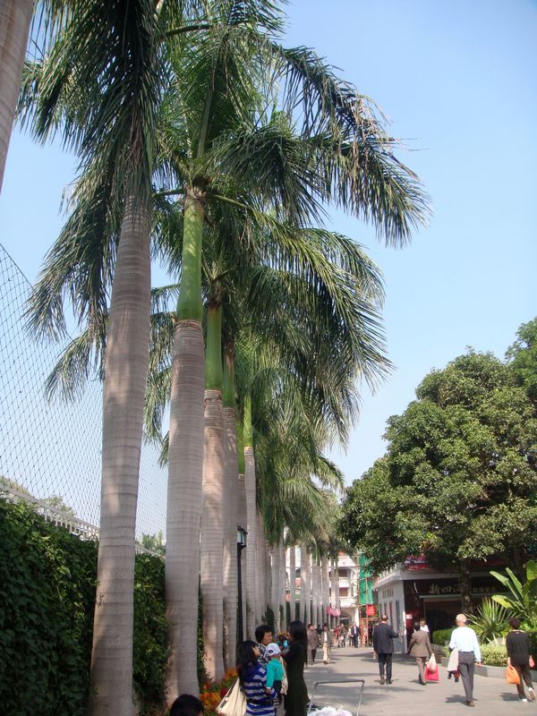 鼓浪屿.绿树.jpg