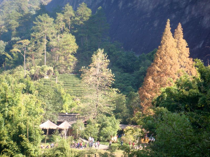 武夷山.山色.jpg