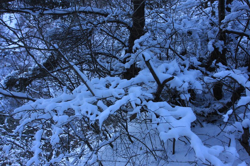 IMG_7465.JPG