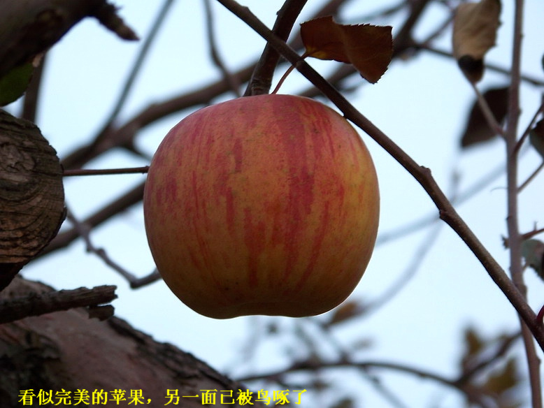 100_6593_缩小大小.JPG