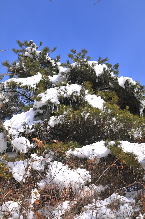 DSC_8333.JPG
